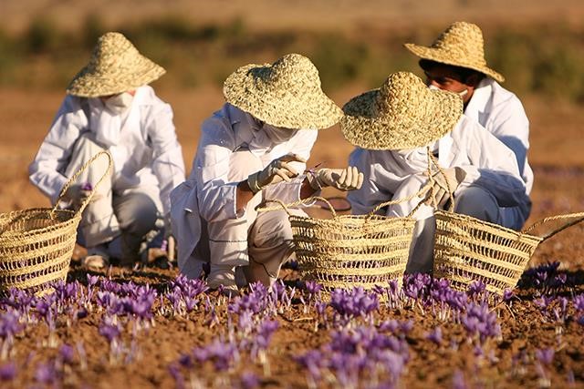 harvesting saffron